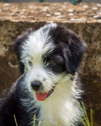cuccioli due mesi maschio femmina 