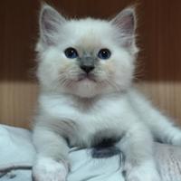 Cuccioli razza Ragdoll