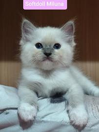Cuccioli razza Ragdoll