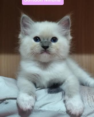 Cuccioli razza Ragdoll