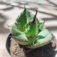 agave titanota