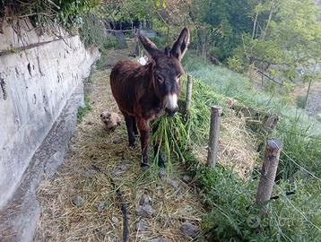 Asino giovane buono