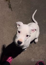 Dogo argentino
