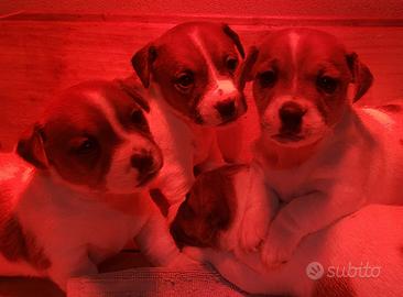 Disponibili cuccioli bicolore bianco tan, pelo cor