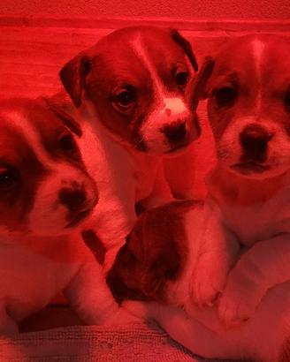 Disponibili cuccioli bicolore bianco tan, pelo cor