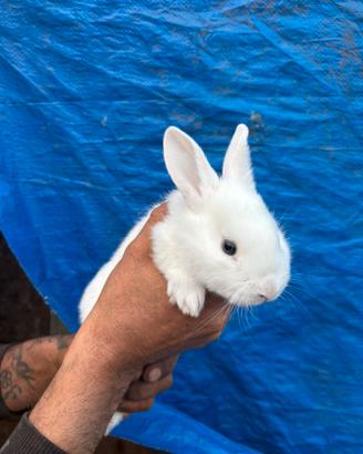 Cuccioli di coniglio