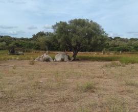 Terreno mq 33000 vicino a Olbia