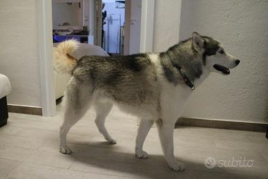 Husky maschio per monta