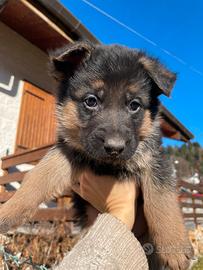 Zampo, cucciolo pastore tedesco super tenero