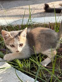 Gattini