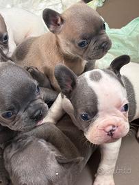 Bulldog francese