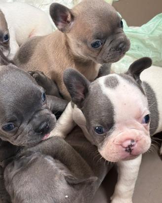 Bulldog francese