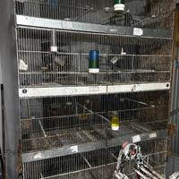 Gabbie da 120  , da 60, 55, batteria