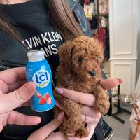 Barboncino Teacup cuccioli