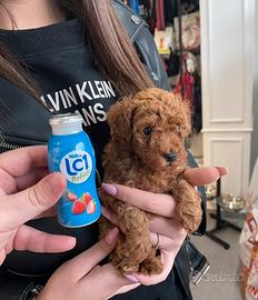 Barboncino Teacup cuccioli