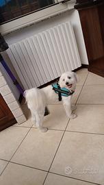 Cane di famiglia