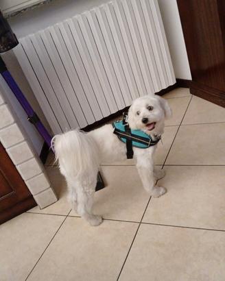Cane di famiglia