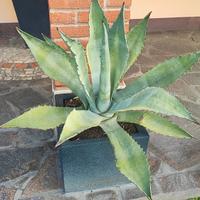 Piante Agave americana