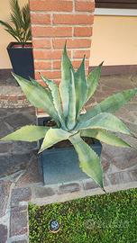 Piante Agave americana