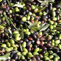 Raccolta olive