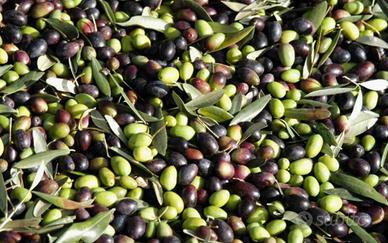 Raccolta olive