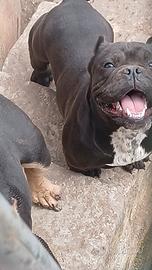 American bully