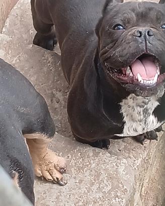 American bully
