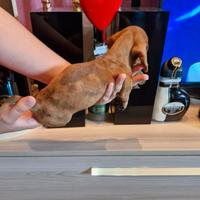 Cuccioli di bassotto arlecchino z