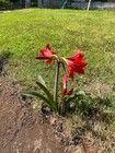 Bulbi di Hippeastrum "Amarillys"