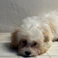 Maltipoo femmina