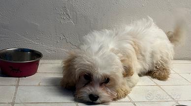 Maltipoo femmina
