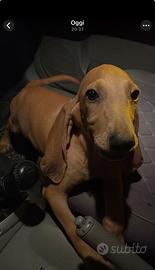 Cuccioli di Segugio Italiano