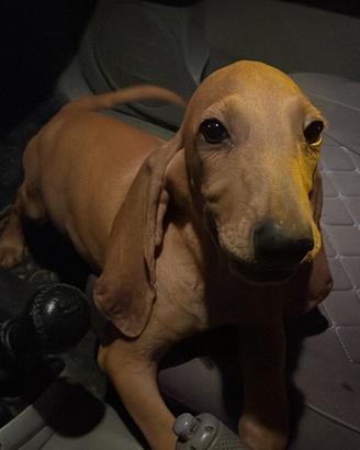 Cuccioli di Segugio Italiano