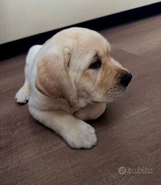 Maschietto labrador miele