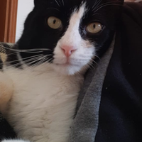 Delizioso gattino castrato Calimero bianco e nero