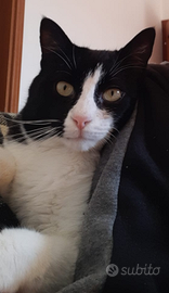 Delizioso gattino castrato Calimero bianco e nero