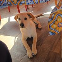 Cucciolo Labrador mix