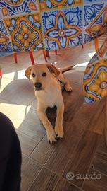 Cucciolo Labrador mix