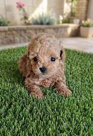 Maltipoo