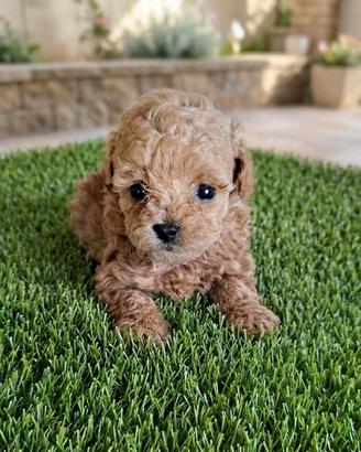 Maltipoo