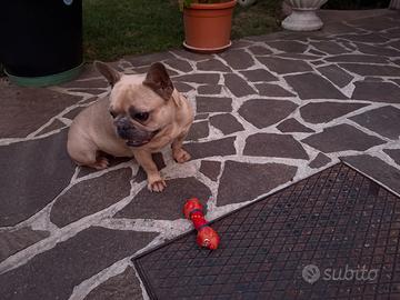 Bulldog francese