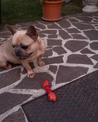 Bulldog francese