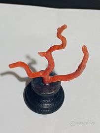 corallo su base