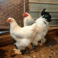 Coppia brahma Columbia