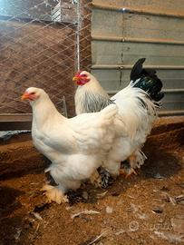 Coppia brahma Columbia