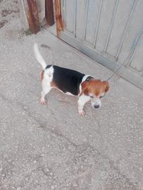 Cani da caccia Beagle Elizabeth mstra