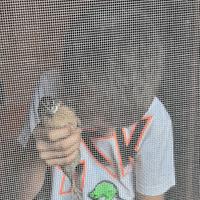 Quaglia maschio allevata a mano