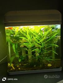 Acquario Billy 16 L