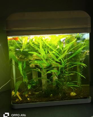 Acquario Billy 16 L