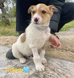 Cucciolo cane dolce meticcio adotta con vaccino